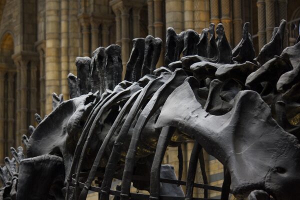 Musée d’Histoire Naturelle de Vienne