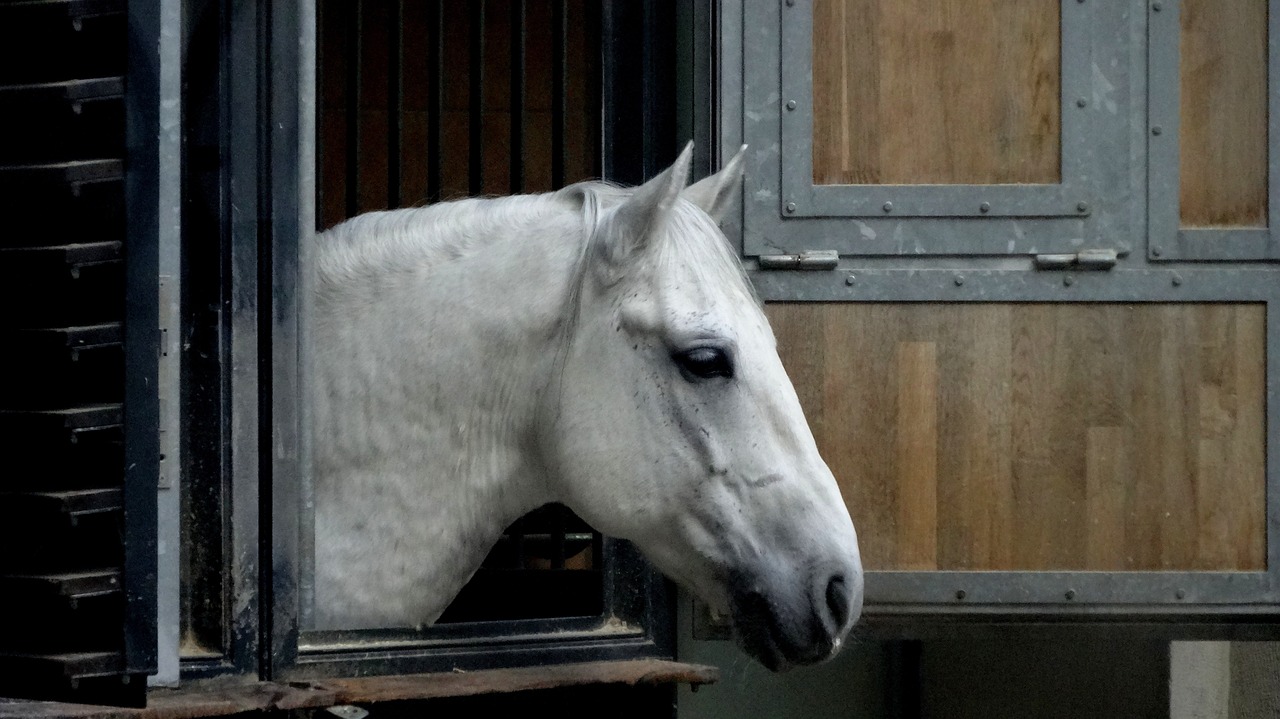 horse, lipizzaner, riding school, vienna, animal, horse riding, mare, mane, white, wildlife, proudly, elegant, nature, window