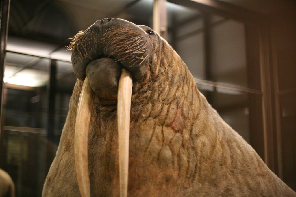 Musée d’histoire naturelle Passion Vienne musée histoire naturelle vienne