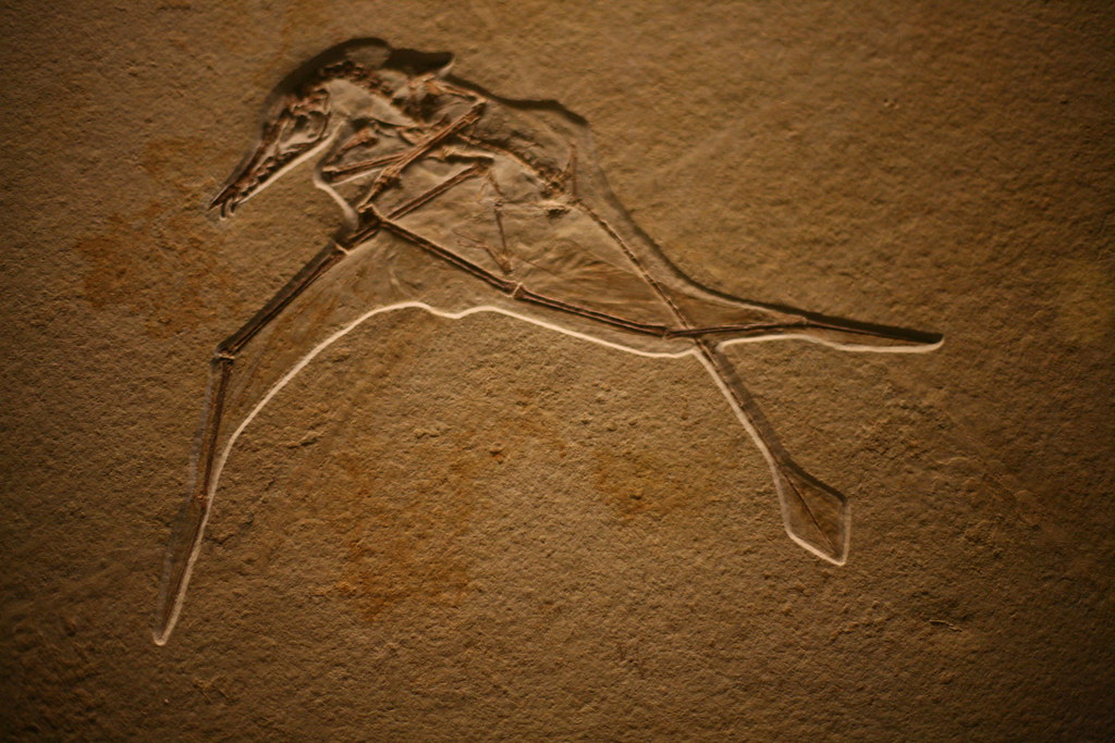 Musée d’histoire naturelle Passion Vienne Musée d’histoire naturelle Passion Vienne