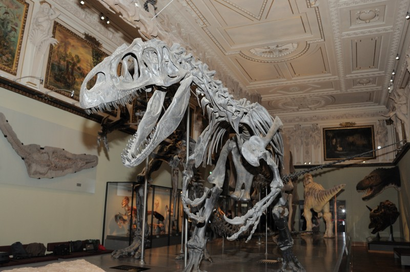 Musée d’histoire naturelle Passion Vienne musée histoire naturelle vienne